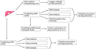 Overcome Drug Resistance in Cholangiocarcinoma: New Insight Into Mechanisms and Refining the Preclinical Experiment Models